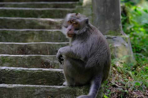 Ape Monkey Stairs - Free photo on Pixabay - Pixabay