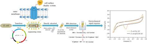 基于具有酪氨酸酶表面展示的工程大肠杆菌细胞的新型双酚 A 检测电化学生物传感器sensors And Actuators B