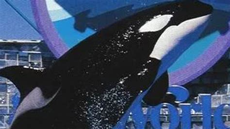 Horror Moment Two Seaworld Killer Whales Attempt To Kill Trainer By