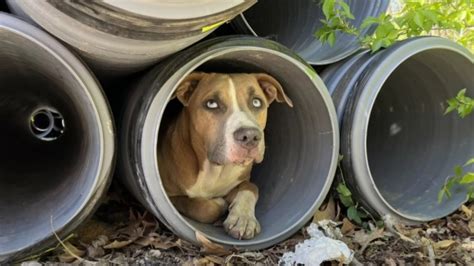 Des Ouvriers Voient Un Chien Cach Dans Un Tuyau Et Sont Stup Faits De