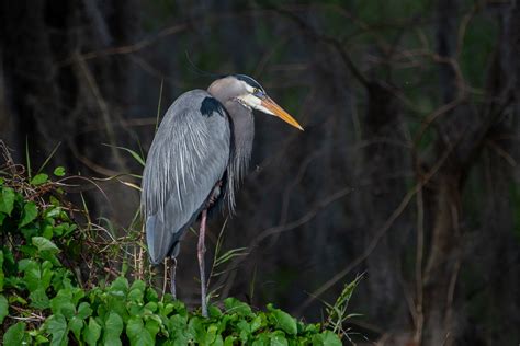 Great Blue Heron | Backcountry Gallery Photography Forums