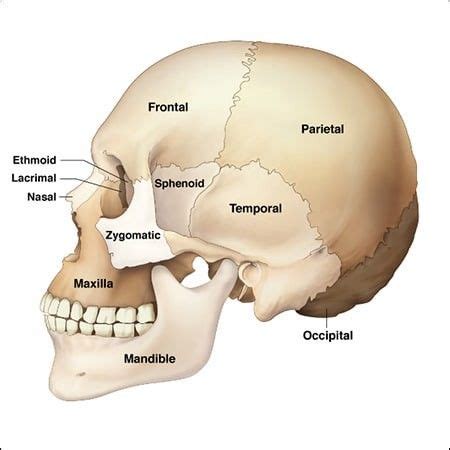 Pin By Projects On Anatomy Medical Anatomy Human Skull Anatomy