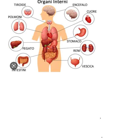 Il Corpo Umano Il Corpo Umano La Struttura Tipica Dellorganismo