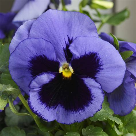 Viola Wittrockiana Ocean Shades Schneider Bv Schneider Young Plant