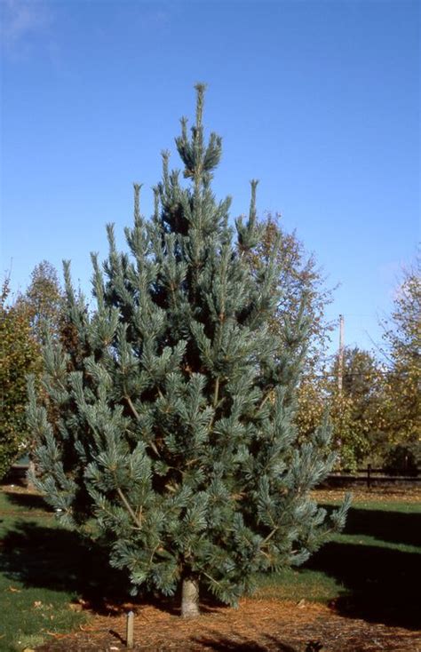 Pinus flexilus 'Vanderwolf's Pyramid' - Spring Grove Nursery