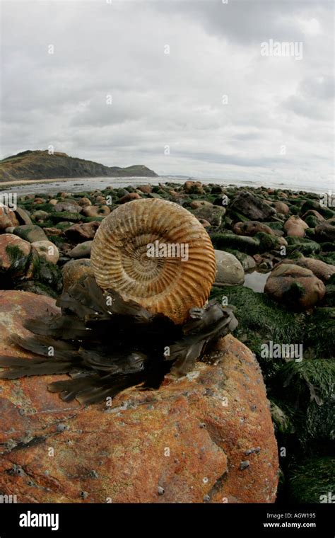 Fossil Beach High Resolution Stock Photography and Images - Alamy