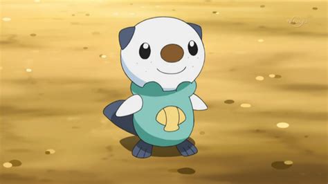 Anime Images Oshawott Pokemon Hd Wallpaper And Background Photos