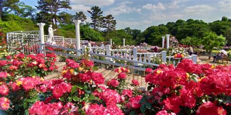 生田緑地バラ園の開花状況は？芝生広がるゆったり系ばら苑だった【神奈川・川崎市】│東京チカーバ｜東京と近場の観光and散歩スポットを巡るブログ