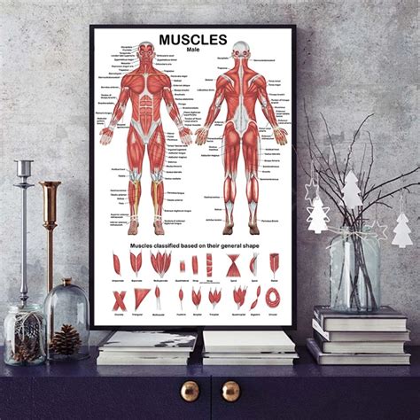 Professionelle Menschlichen Muskel System Anatomisches Diagramm