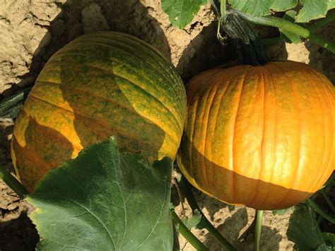 Ripening Pumpkins Wayne County Integrated Pest Management