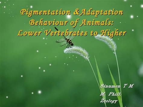 (PDF) Animal adaptation and camouflage - DOKUMEN.TIPS