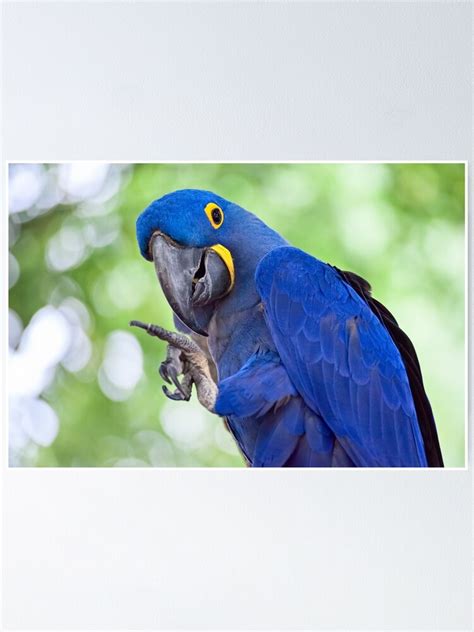 Hyacinth Macaw Poster By Pixlifephoto Redbubble