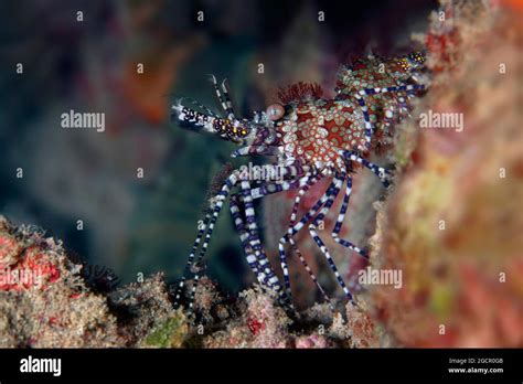 Common Marbled Shrimp Saron Marmoratus Purple Footed Marble Shrimp