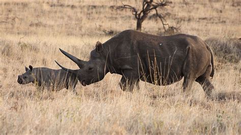 Lewa Wildlife Conservancy Beyond Kenya Safaris