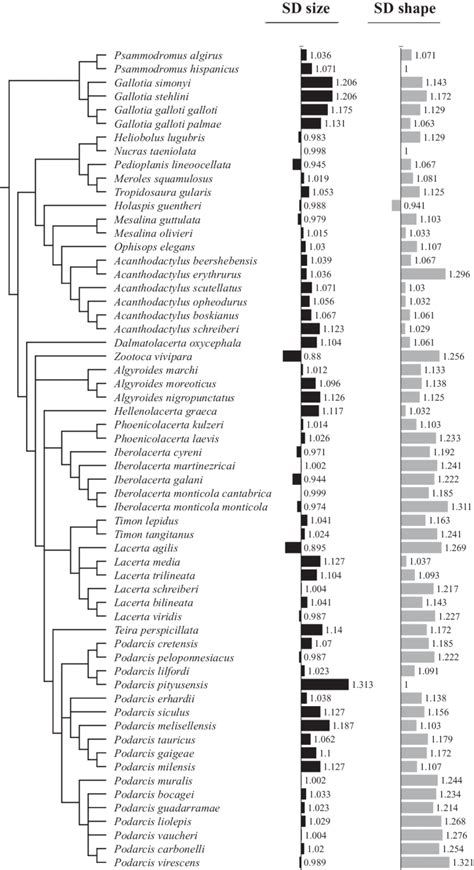 Visual Representation Of The Two Measures Of Sexual Dimorphism Left Download Scientific