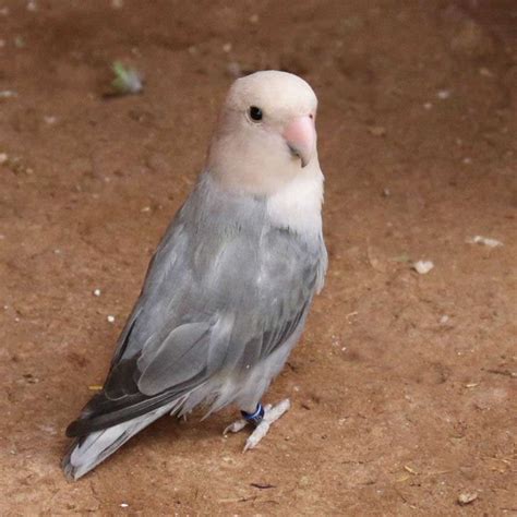 Peach Faced Lovebird Mutations