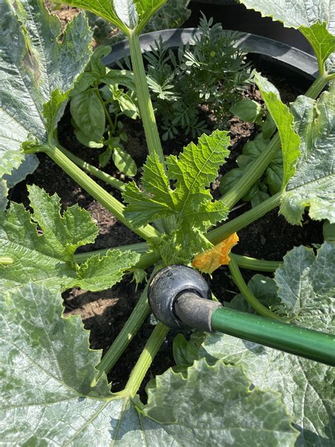 When Is The Best Time Of Day To Water Your Veggie Garden Happy Camper Homestead