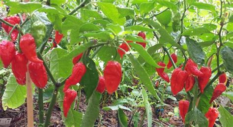 Naga Viper Chilli One Of The Hotest In The World 10 Seeds Rahi