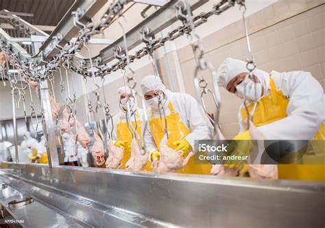 Pekerja Di Pabrik Makanan Foto Stok Unduh Gambar Sekarang Daging