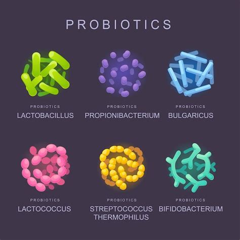 Bacterias beneficiosas microorganismos probióticos para la salud humana