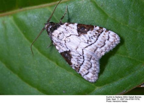 jd holloway  moths  borneo part page