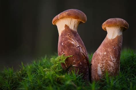 Krempling? - Pilzbestimmung - 123Pilzforum