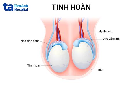 K Ch Th C Tinh Ho N B Nh Th Ng L Bao Nhi U C N L U I U G