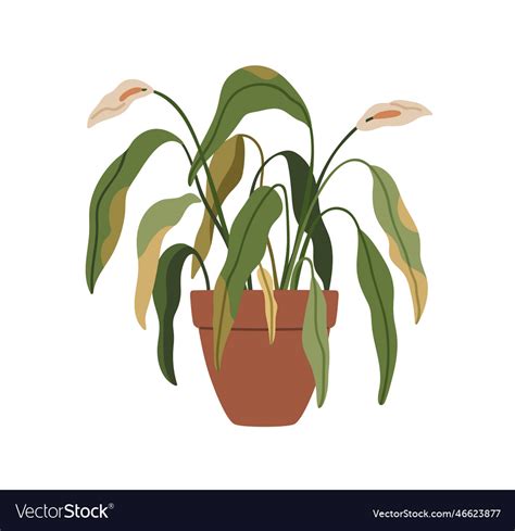 Withered Flower Plant In Pot Wilted Dying Ill Vector Image