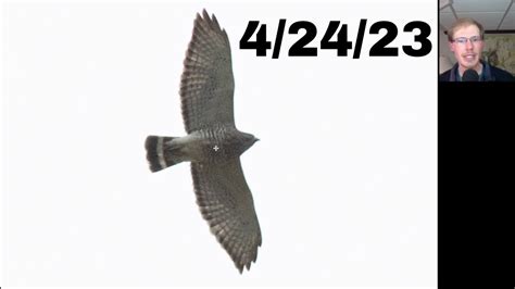 55 Broad Winged Hawks And Rain At The Braddock Bay Hawk Watch April