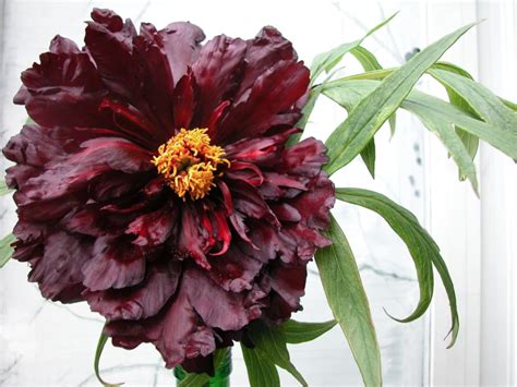 Black Panther Tree Peony Halifax Perennials Inc