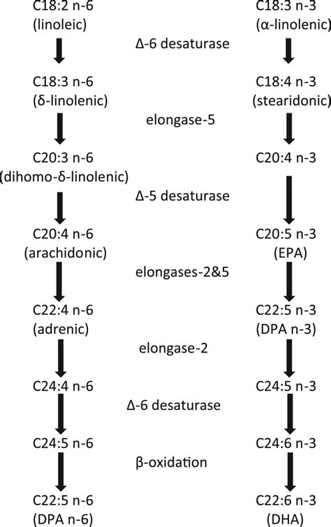 Simplified Schematic Representation Of Enzymatic Cascade For The