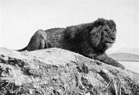 When Did the Fabled Barbary Lion Go Extinct? • The Revelator
