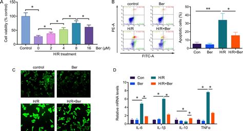 Berberine Protects Hepatocyte From Hypoxia Reoxygenation Induced Injury