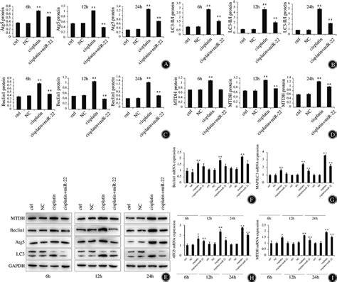 MiR 22 Enhances Cisplatin Sensitivity Of Osteosarcoma Cells Through