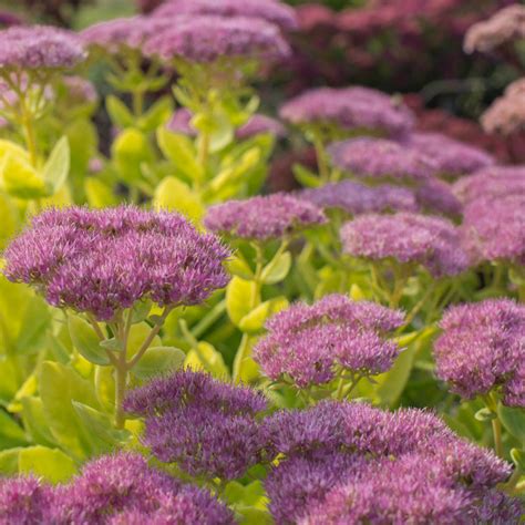 Award Winning Sedum Brilliant | Shop Sedum | Spring Hill Nurseries