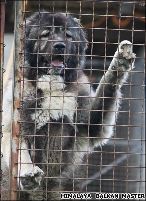 Himalaya Balkan Master Balkan Master Kennel