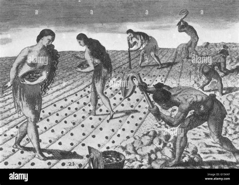 Timucuan Indians planting maize, from 'Brevis narratio eorum quae in ...