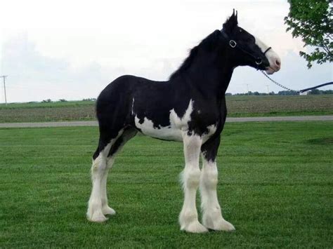 17 Best images about Clydesdale Foal Ref on Pinterest | Horses for sale ...