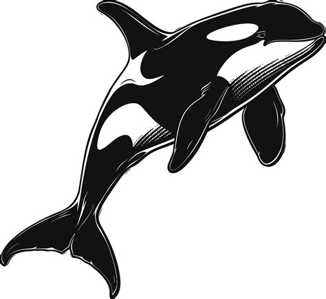 AI generated Silhouette the orca or killer whale black color only ...