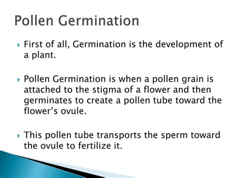 Pollen germination under microscope