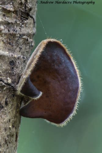 Auricularia Polytricha Hongos De Casanare BioDiversity4All