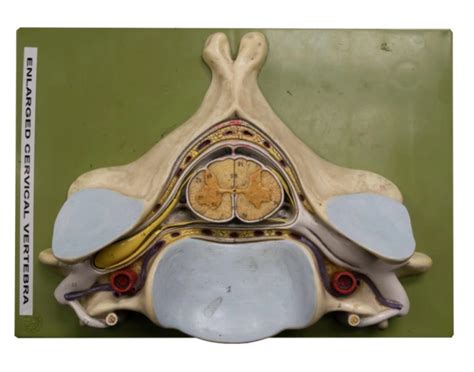 practical   model quiz