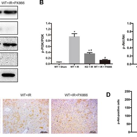 Px Inhibits Pi K Akt Signaling Activation A Pi K P Pi K Akt