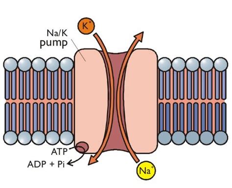 Sodium Potassium Pump Diagram Labeled Sodium Potassium Pumps