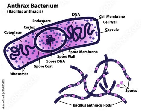 Bacillus Anthracis