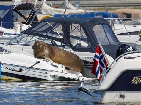 Norway euthanized popular Freya the walrus, saying she posed a risk to humans : NPR