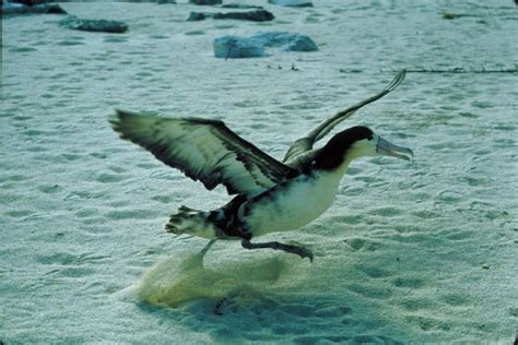 Picture 7 of 9 - Albatross (Diomedeidae) Pictures & Images - Animals ...