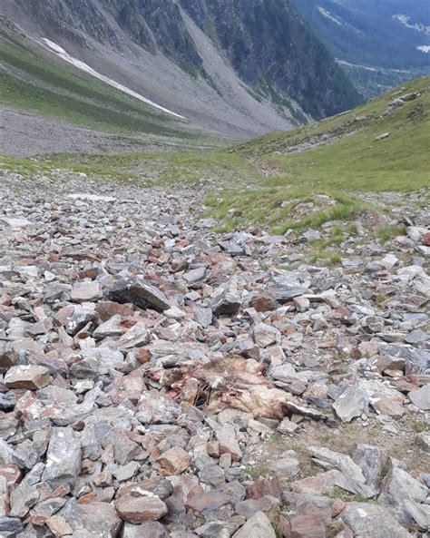 Pecore Sbranate In Quota Dai Lupi Lultima Strage Nel Parco Dello Stelvio