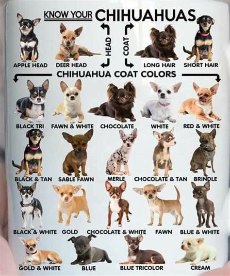 Small Short Haired Dog Breeds List - moo seat the forest