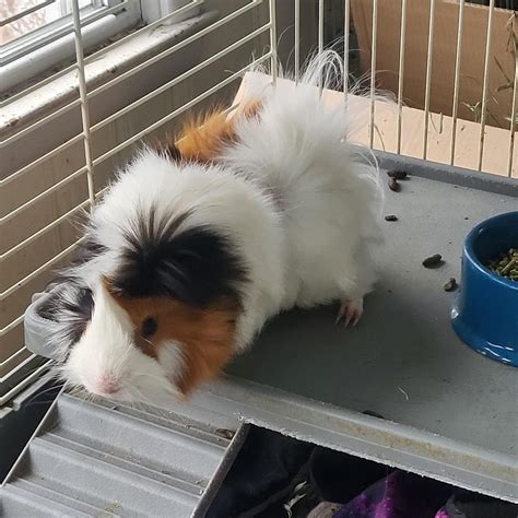 Guinea Pig For Adoption Bo And Pete A Guinea Pig In Hamden Ct Petfinder